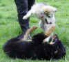 Spasspfoten 048kl.jpg (62543 Byte)